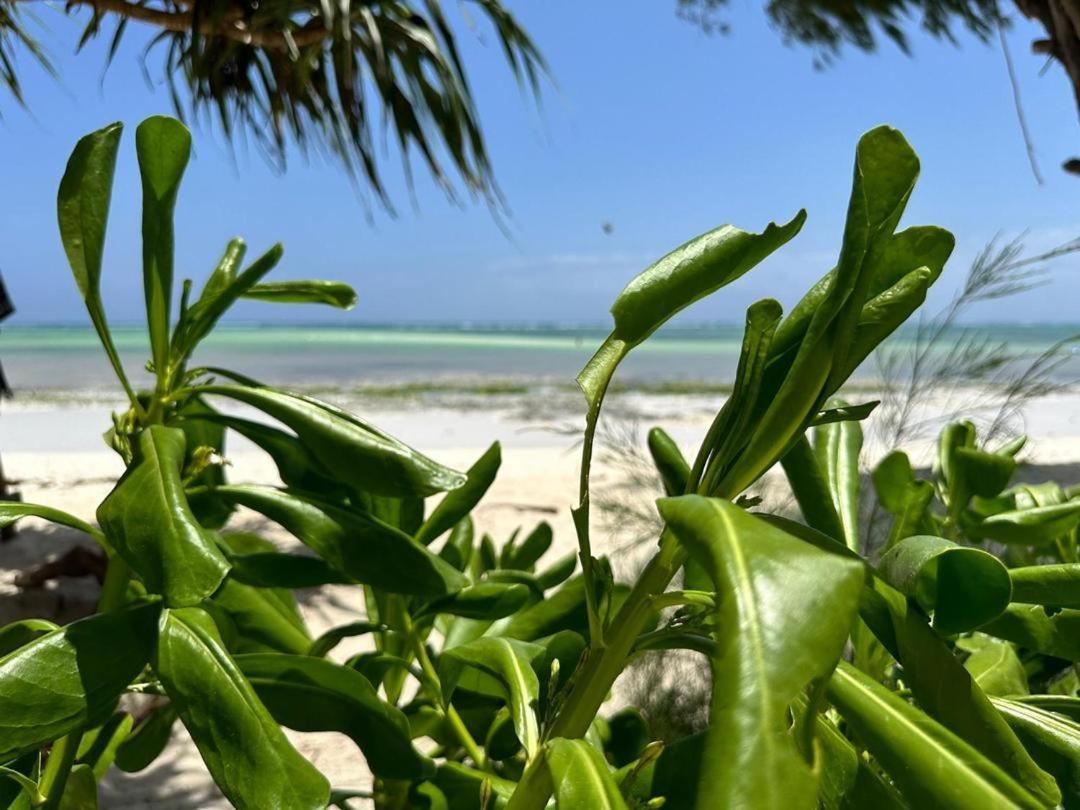 Beachfront White Pearl Zanzibarhouses Appartement *